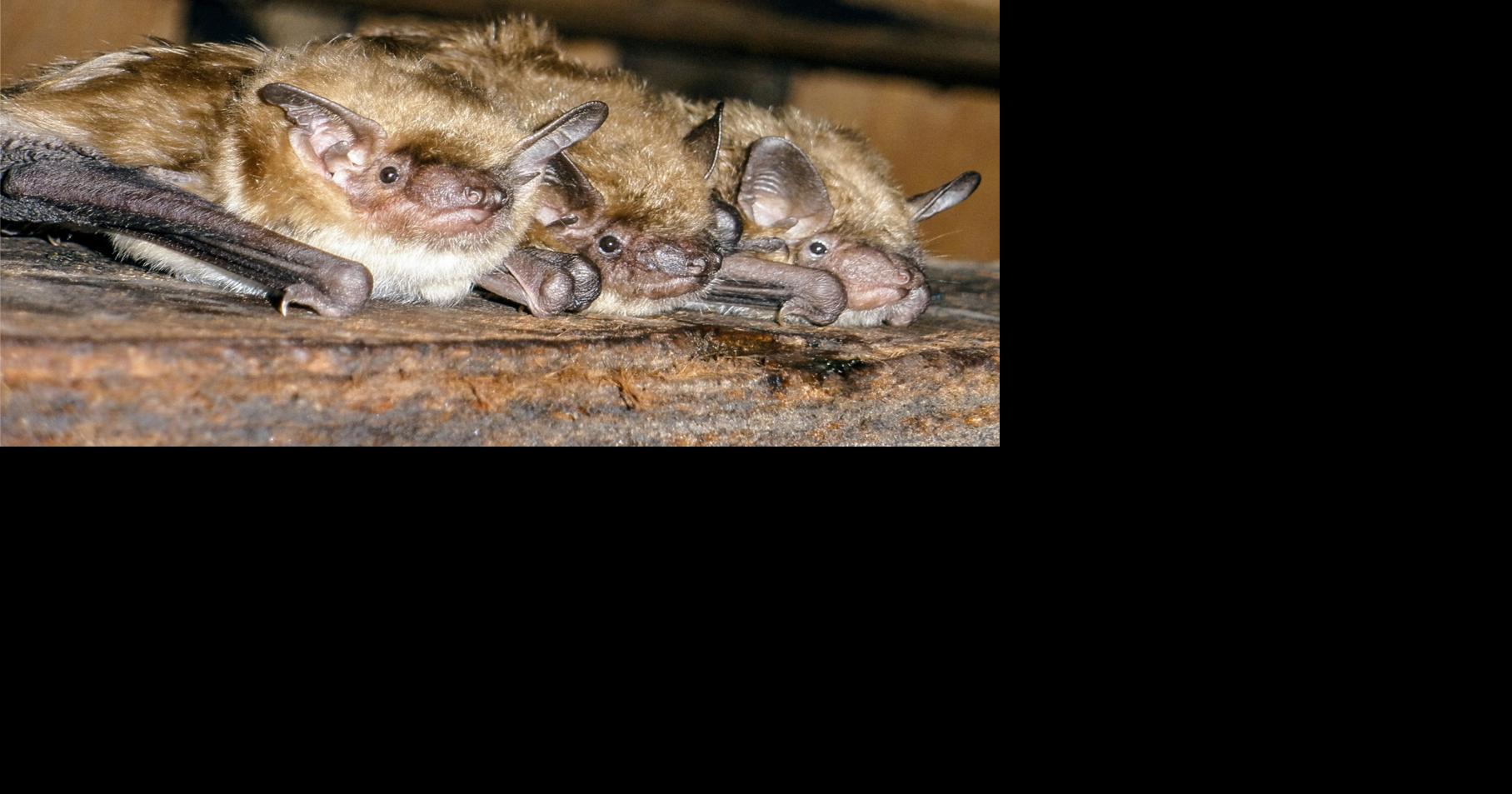 Bats in your belfry Waterline