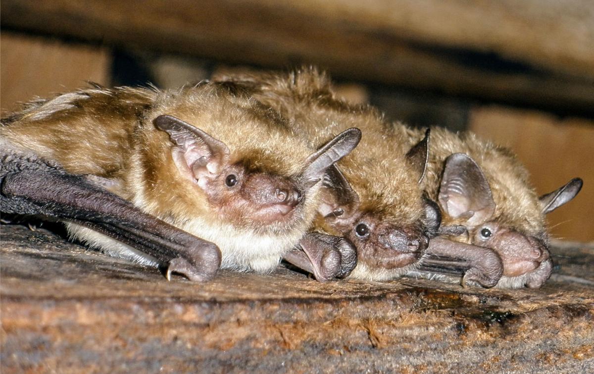 Bats In Your Belfry Waterline Yoursun Bats In Your Belfry Waterline