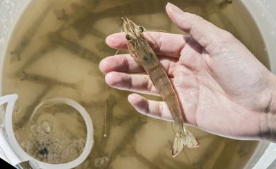 Be good to your shrimp: Tips for keeping your live bait alive longer, Waterline