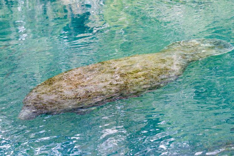 Manatees: Florida’s gentle giants | News Archives | yoursun.com