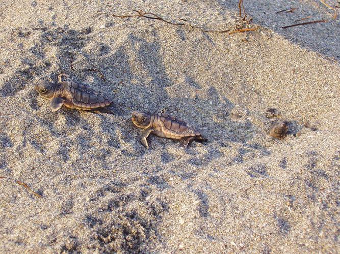 Sea turtle hatchlings