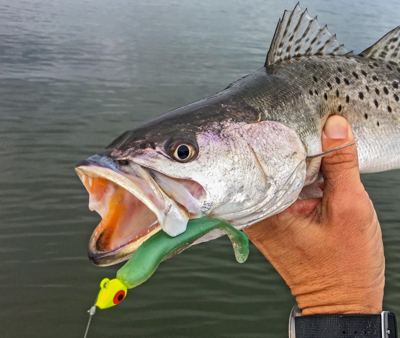 Soft plastics for trout Waterline