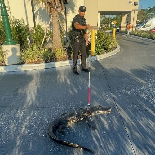 Alligator in drive-thru of North Port Starbucks