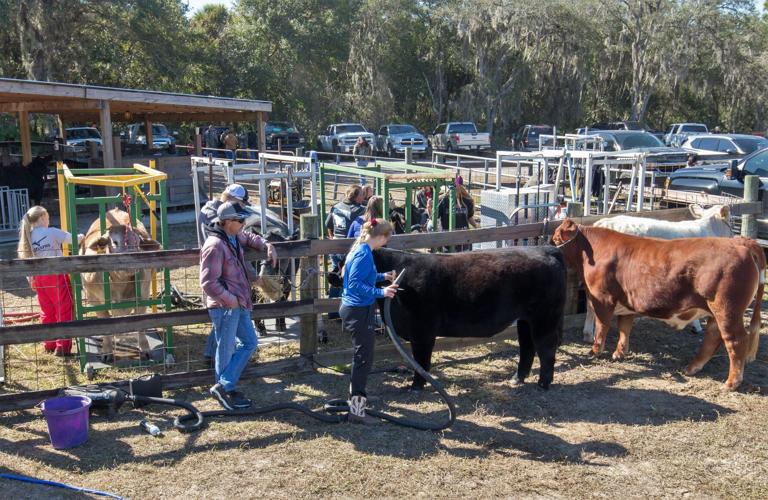 Charlotte County Fair steer show Multimedia