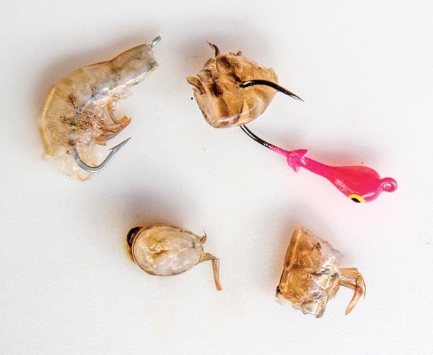 How To Hook Shrimp The CORRECT Way 