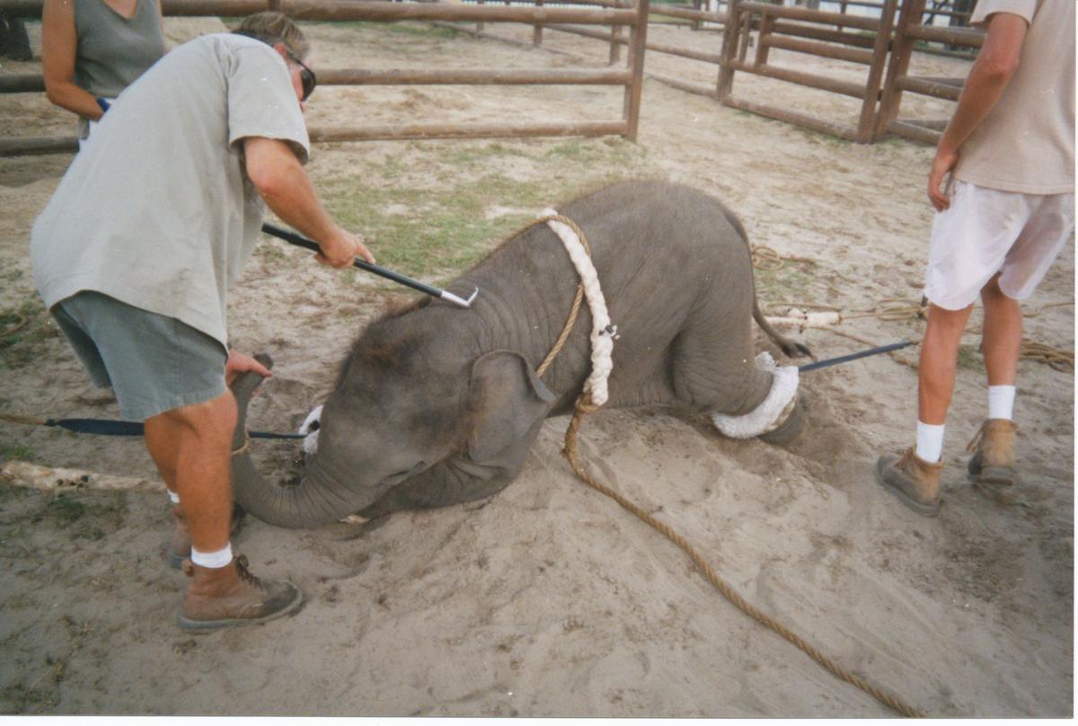 Animal Rights Advocates Concerned About Upcoming Circus Show
