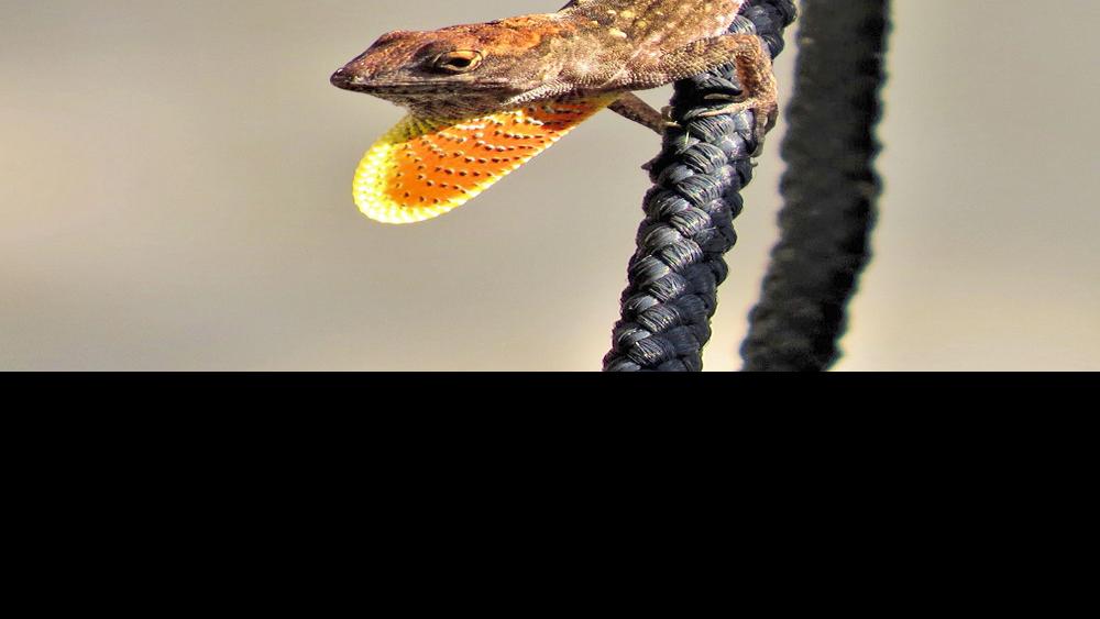 Those little lizards Brown anoles are right at home in Southwest