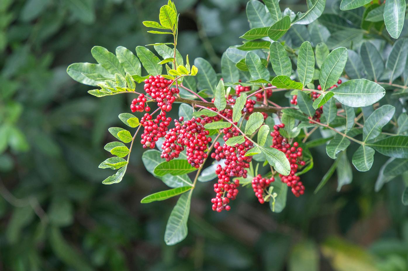 Florida S Most Undesirable Trees Features Yoursun Com