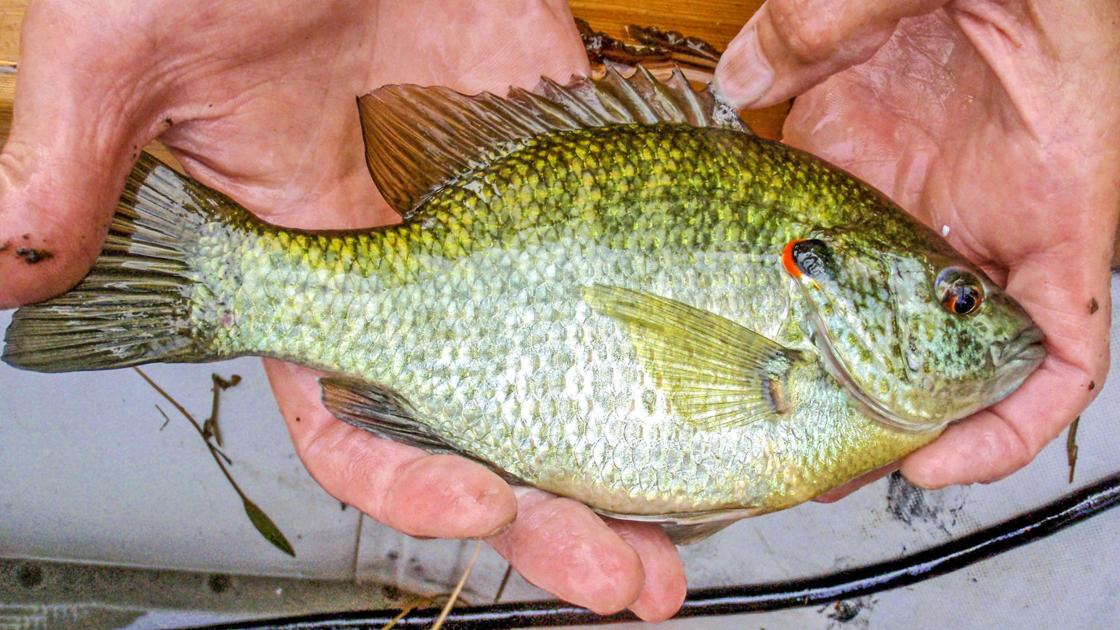 Shellcracker Bird Get crackin' on shellcracker | Waterline | yoursun.com