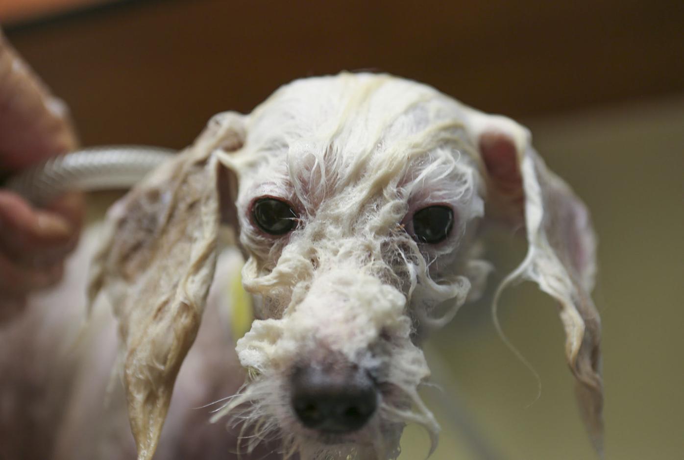 53 Dogs From Busted Hillsborough Puppy Mill Up For Adoption In Charlotte County News Yoursun Com