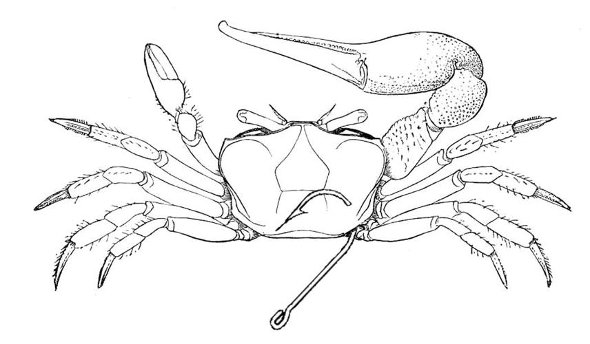 Just fiddlin' around: Do these little crabs deserve their