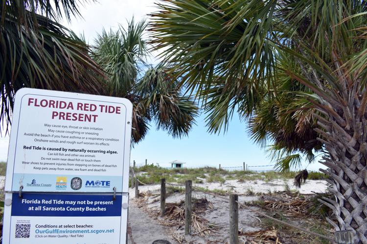 Venice Beach Red Tide at Joe Ortega blog