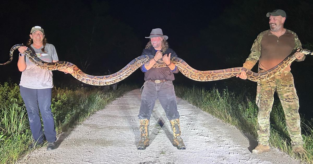The healing remedies of capturing Burmese pythons | News | yoursun.com