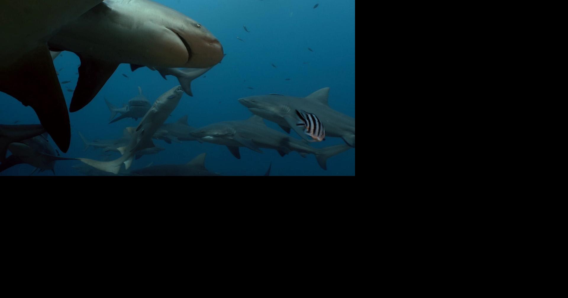 Research reveals sharks prefer the company of their relatives