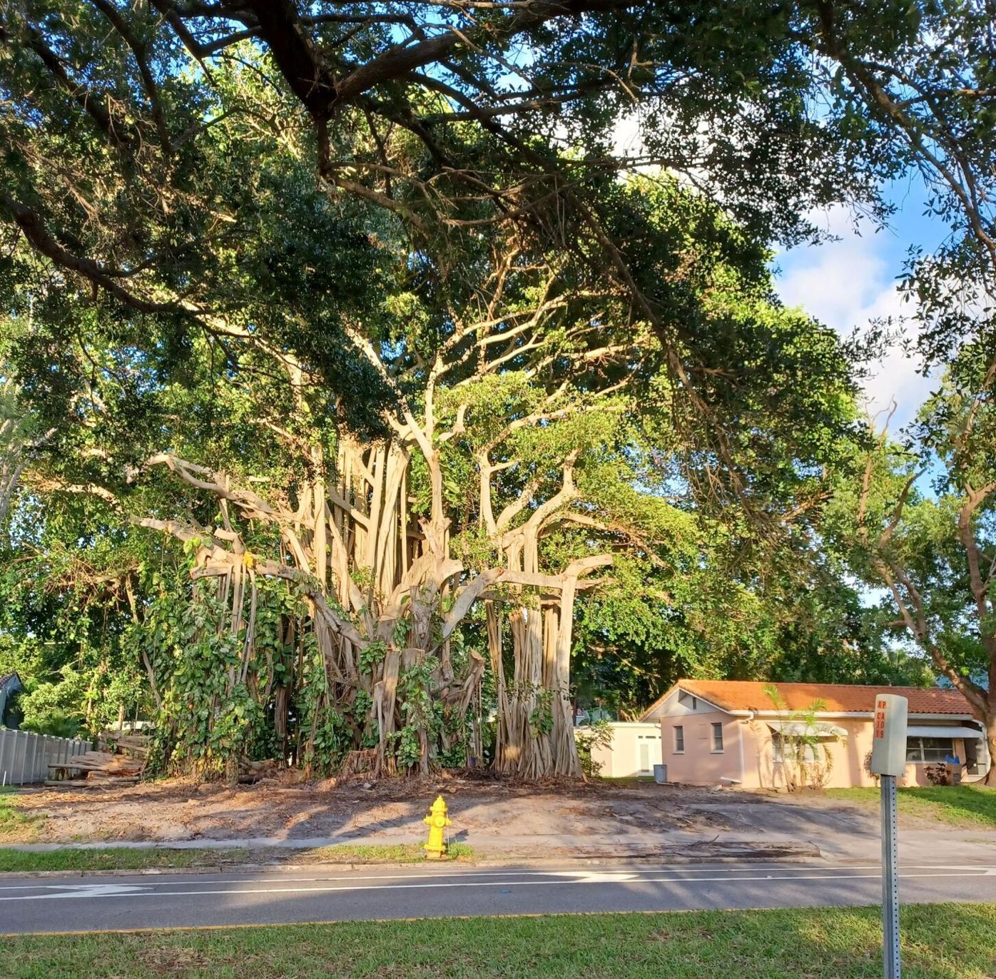 Are Banyan Trees Protected In Florida