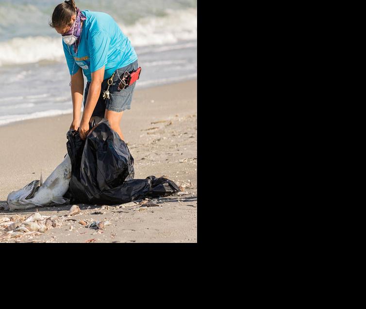 Red tide has killed snook season | News | yoursun.com