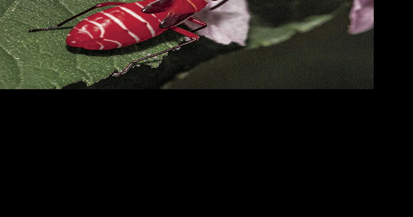 Hail caesar: This weed is right at home in Southwest Florida ...