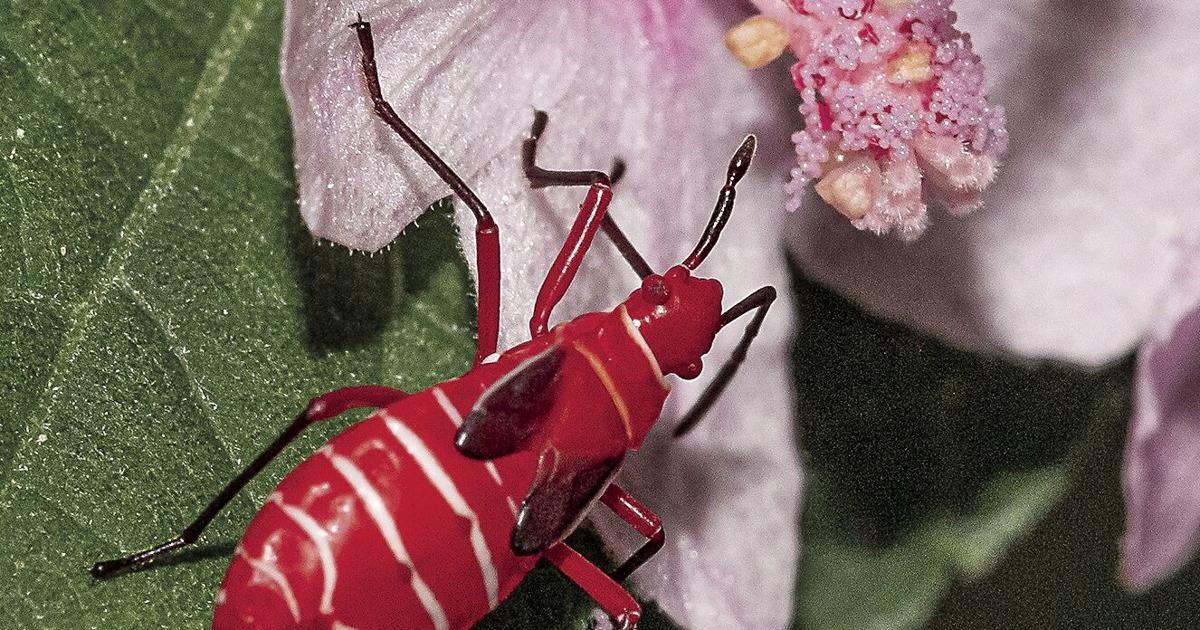Caesar Bug Hail caesar: This weed is right at home in Southwest Florida ...