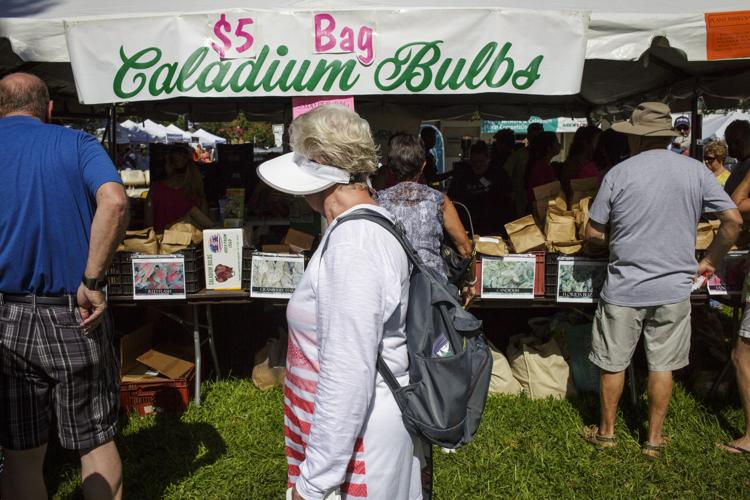 Caladium Festival is rich with history News