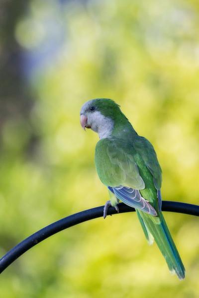 Parakeet perches at public works