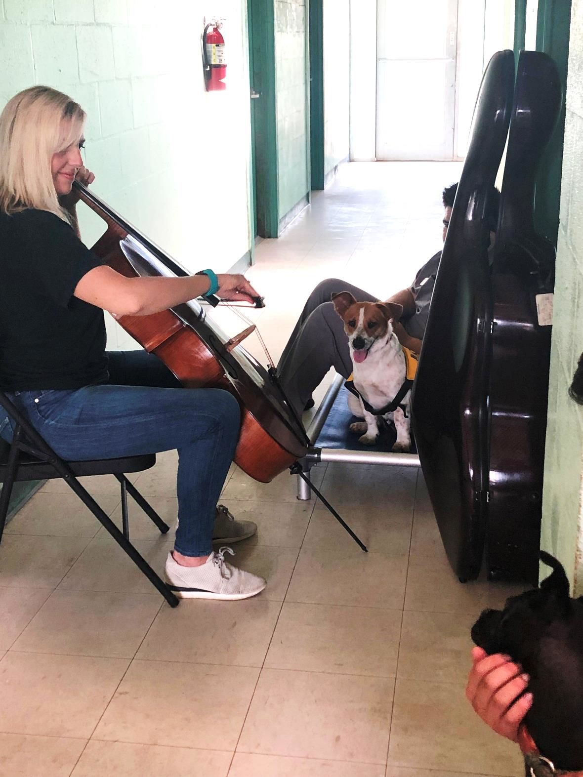 Sea Turtles 911 researches Music Therapy Music Therapy for Turtles