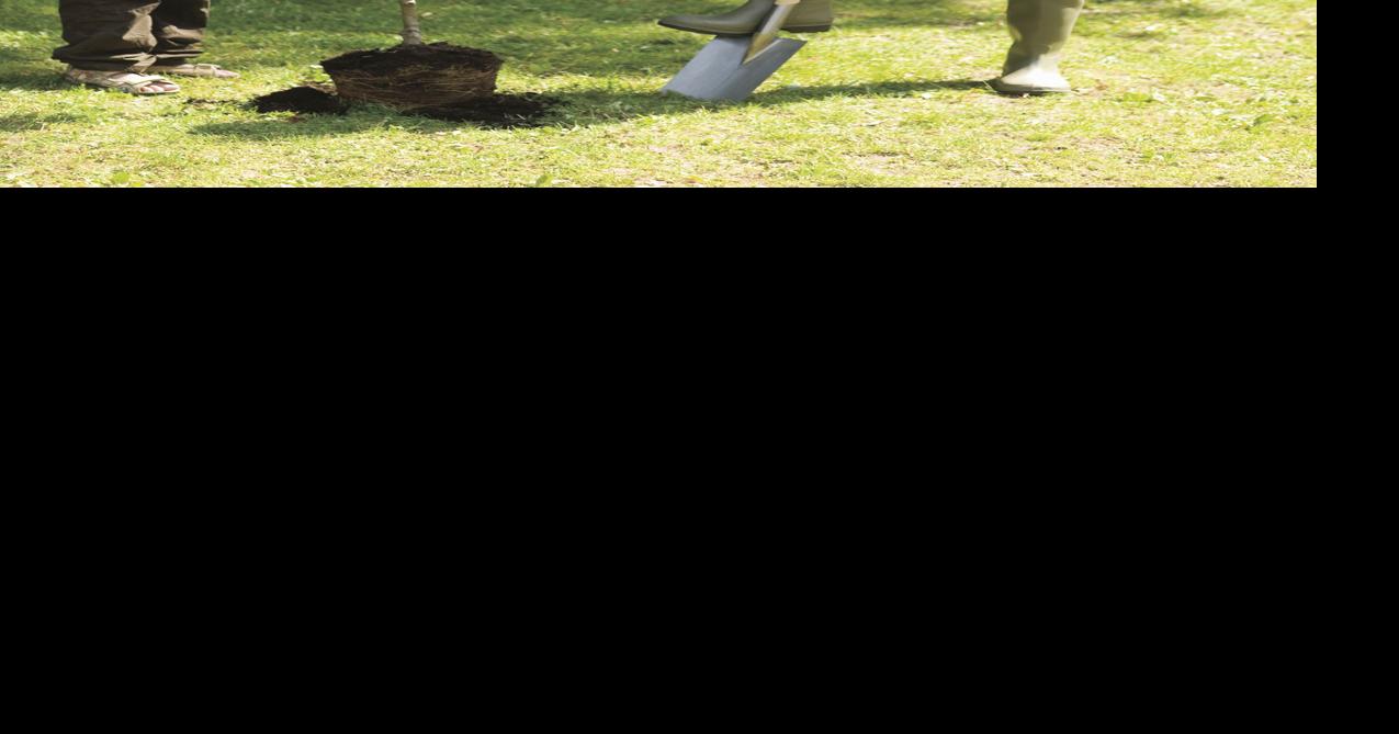 How to plant a tree for successful growth | Newsarchives | yoursun.com