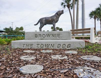 Brownie The Town Dog The Legend Of Daytona Beach S Community Pooch Features Yoursun Com