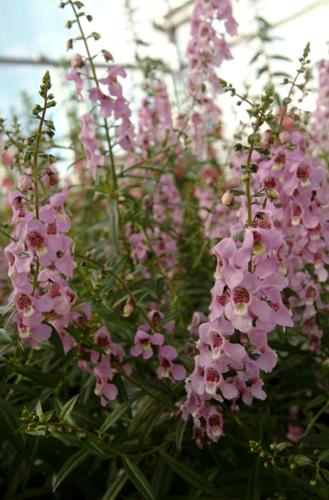 Spikes of Angelonia