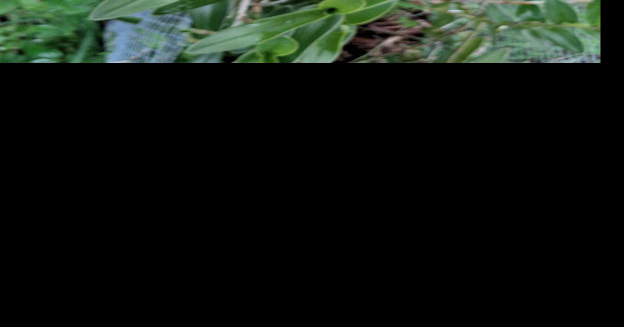 Column: Read about the reed orchid | Port Charlotte News | yoursun.com