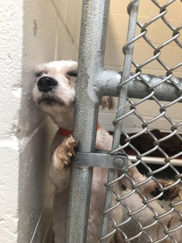 Animals from Bahamas on healthy track at Animal Welfare League of Charlotte County | News Animals from Bahamas on healthy track at Animal Welfare League of Charlotte County | News