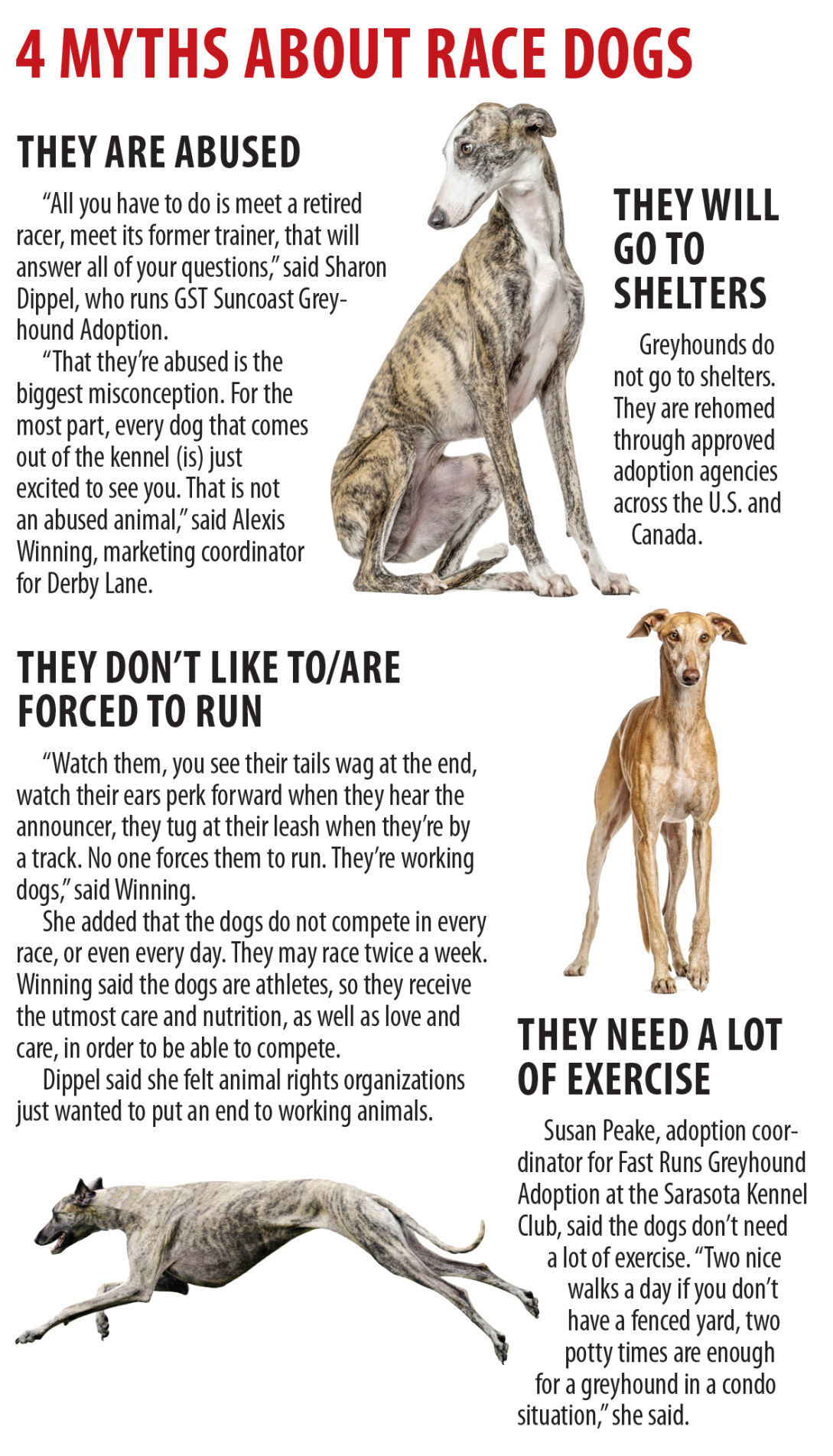 greyhounds for sale racing post