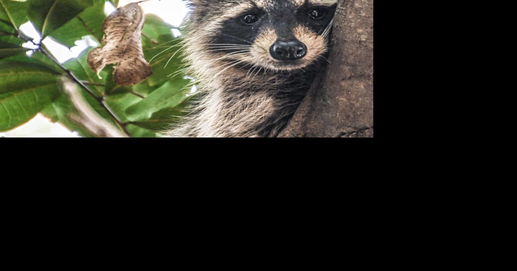 Watch for sick raccoons: Distemper can cause major problems for wild and domestic animals | Waterline | yoursun.com