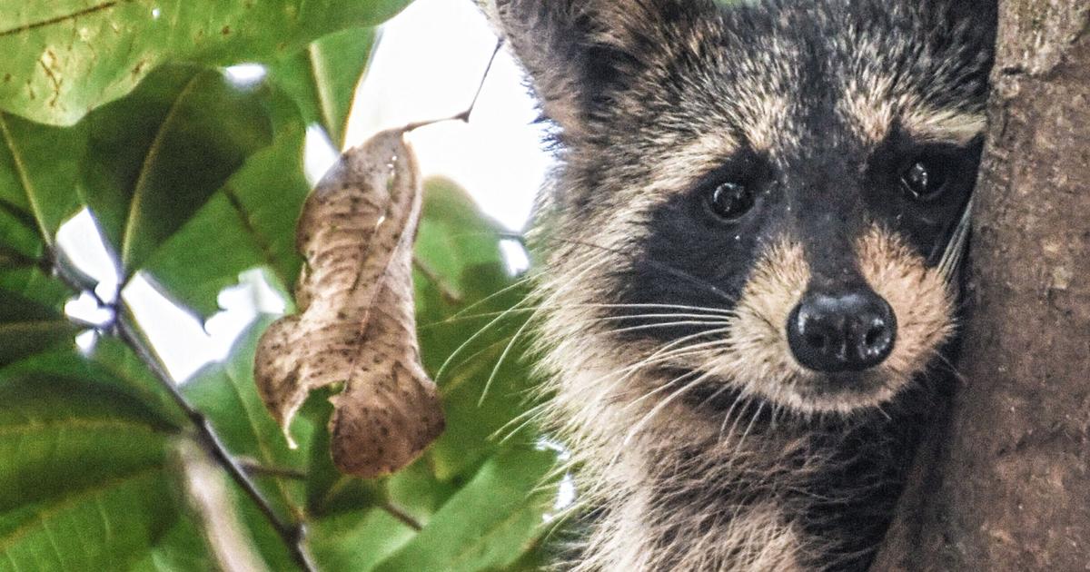 Watch for sick raccoons: Distemper can cause major problems for wild and domestic animals | Waterline | yoursun.com