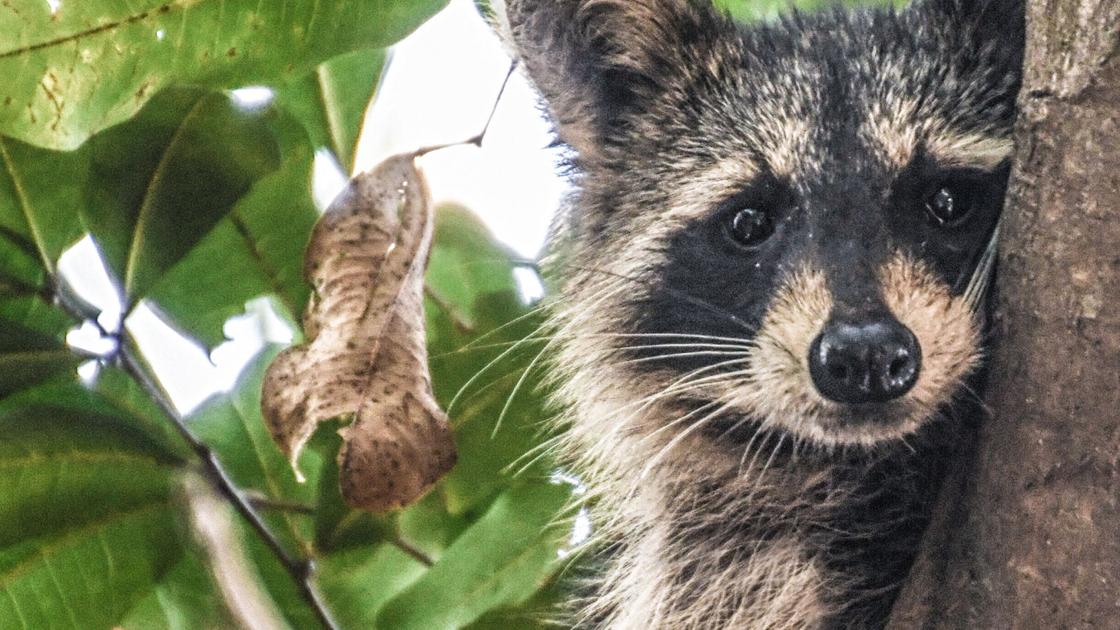 Watch For Sick Raccoons Distemper Can Cause Major Problems For Wild And Domestic Animals Waterline Yoursun Com International Raccoon Day 2022