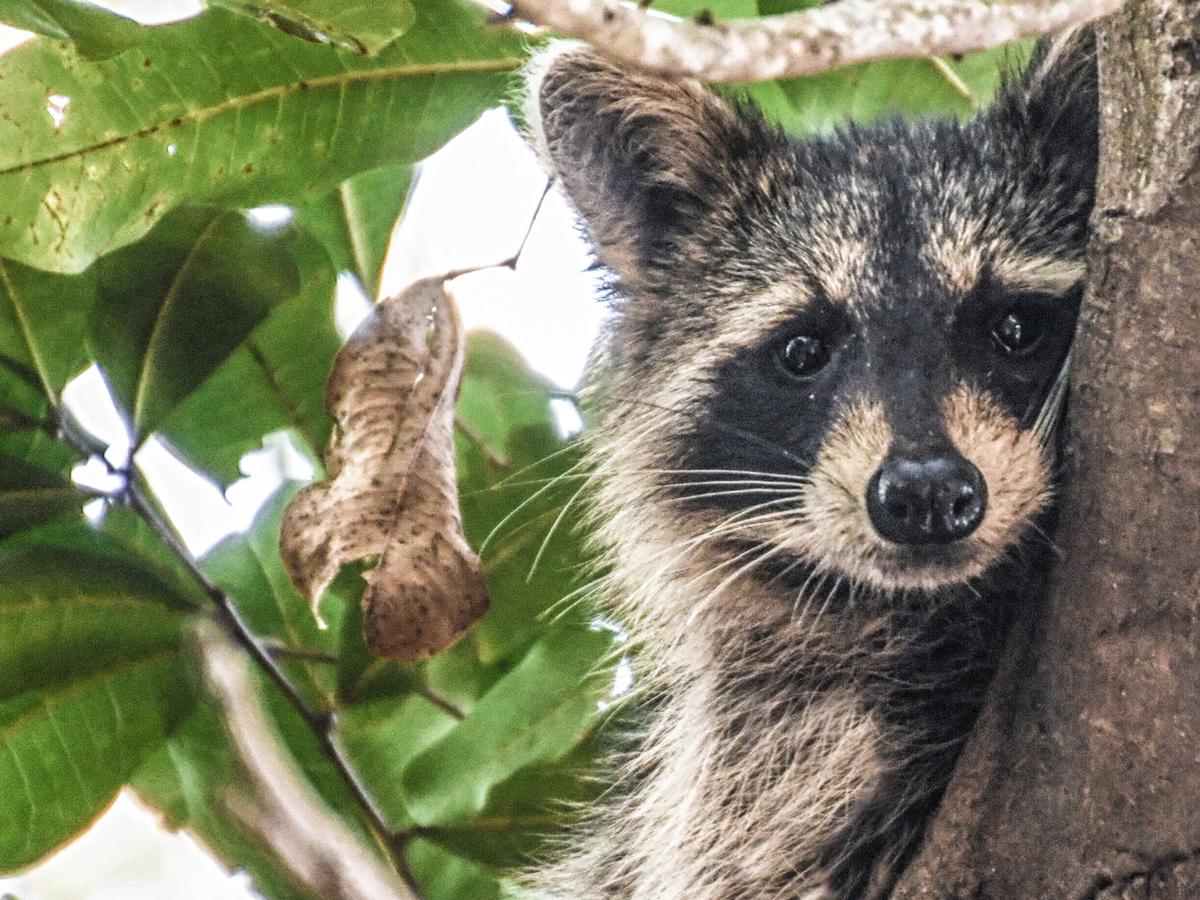 Watch For Sick Raccoons Distemper Can Cause Major Problems For Wild And Domestic Animals Waterline Yoursun Com