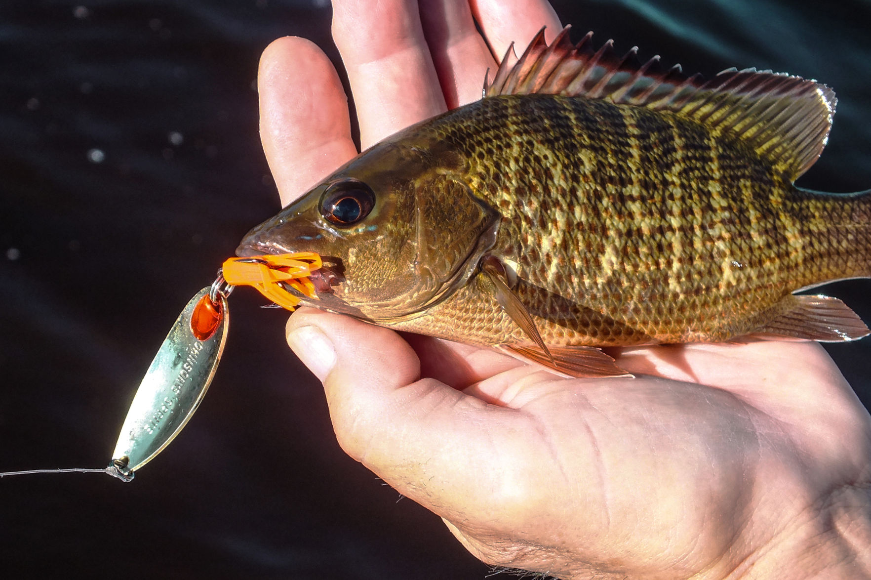 Saltwater panfish Clearance