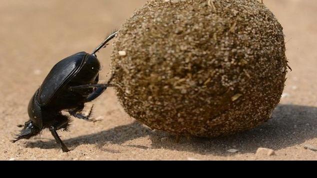 Poopy Job Researchers Study Dung Beetles In Desoto County 04 25 19 Desoto Agriculture Yoursun Com