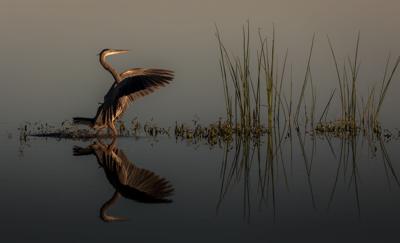 VNheron022019a.jpg