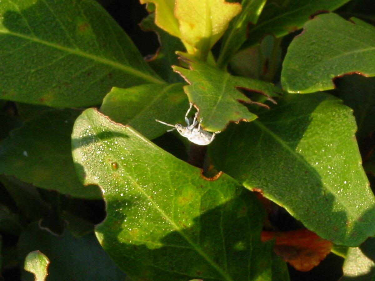 Myllocerus undecimpustulatus undatus big name small weevil News