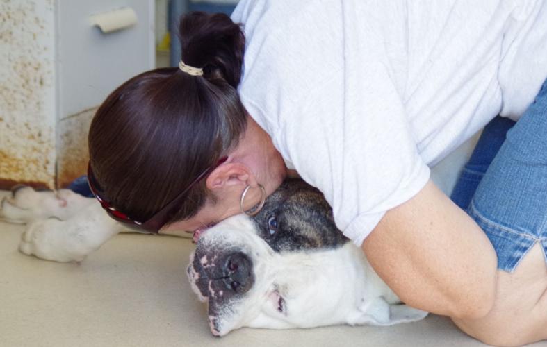 For the love of cats and dogs News Archives