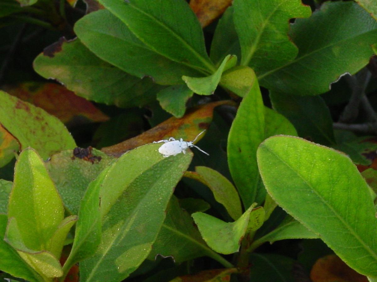 Myllocerus undecimpustulatus undatus big name small weevil News