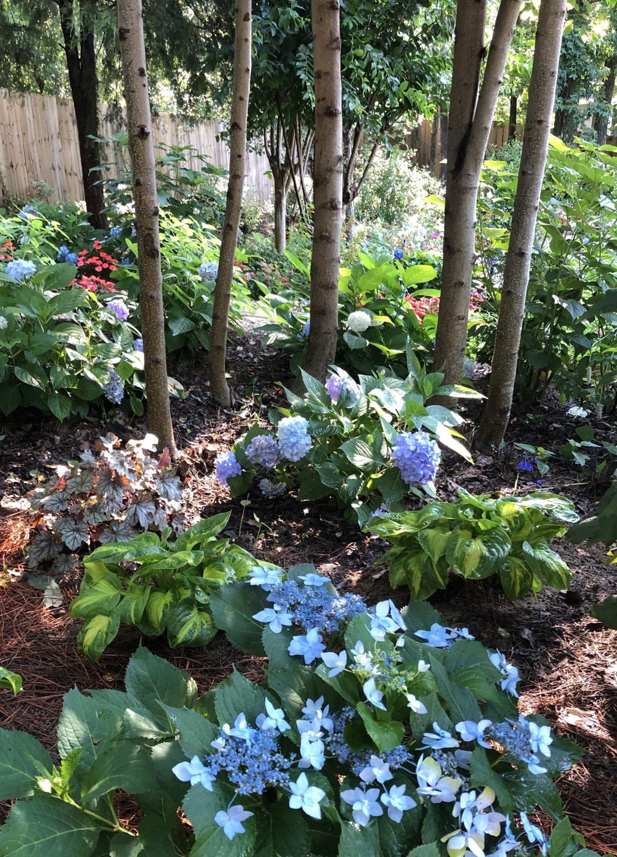 Mountain Hydrangeas Offer Landscape Exquisite Beauty Features