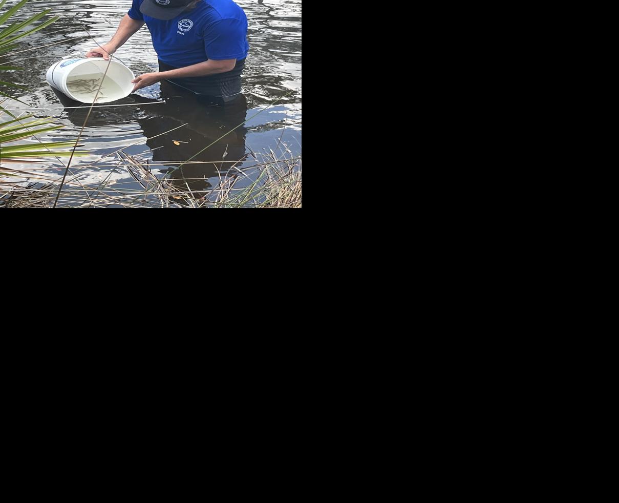 WITH VIDEO: Mote Marine releases 2,000 snook into Charlotte County waters