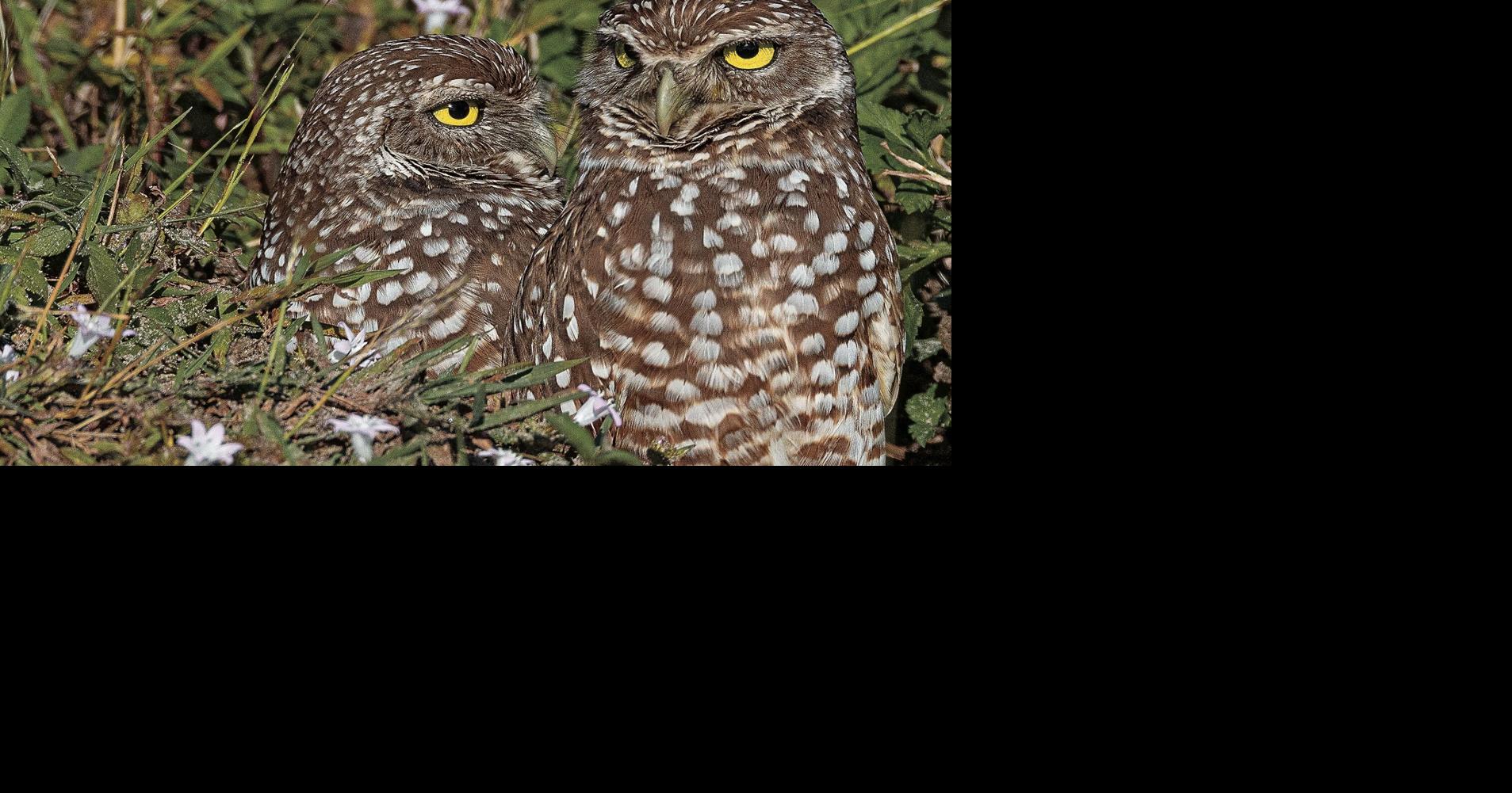 The howdy bird: Burrowing owls are oh so polite, and cute too ...