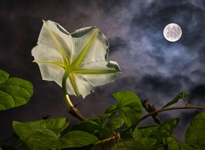 Moonflower