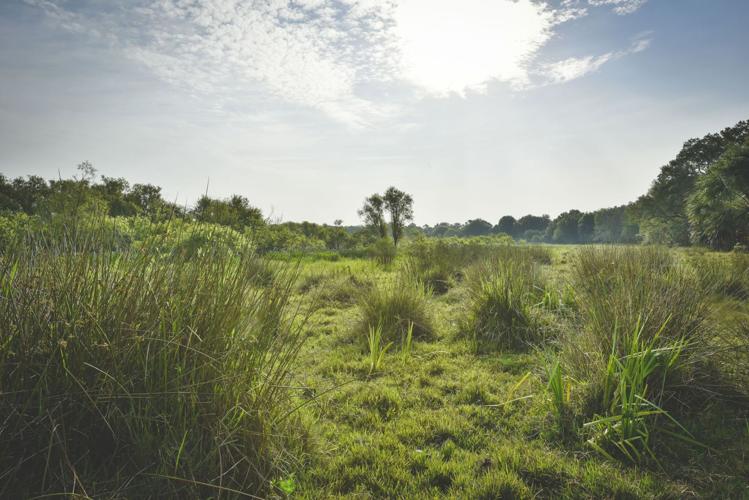 Orange Hammaock Ranch Deal in works to preserve Orange Hammock | The Daily Sun | yoursun.com