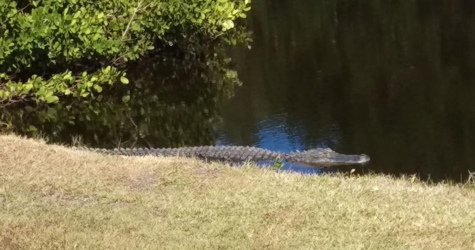 ‘My gator is cuter than yours’ | News Archives | yoursun.com