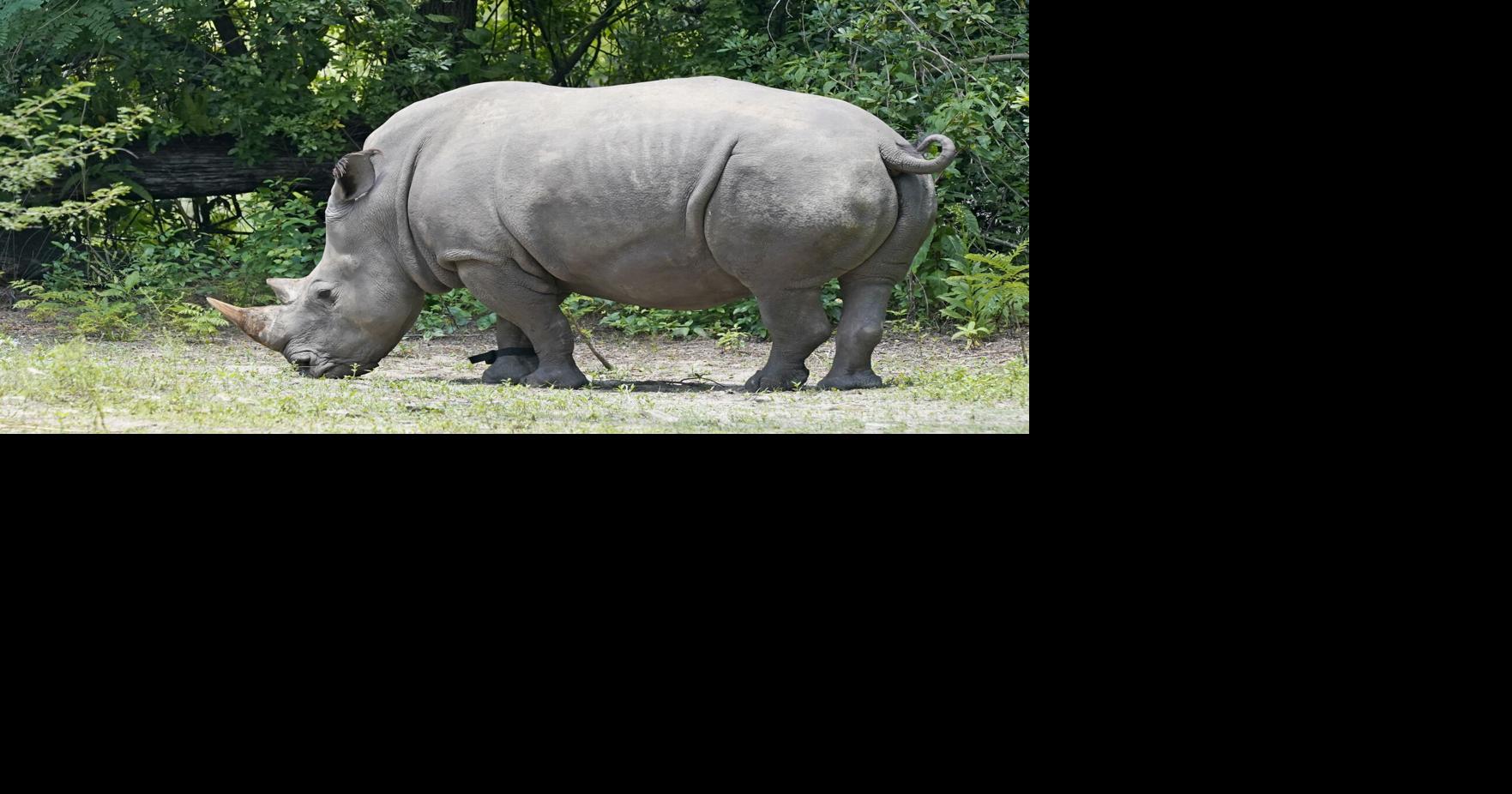 Step-by-step: Disney rhino gets fitted with fitness tracker