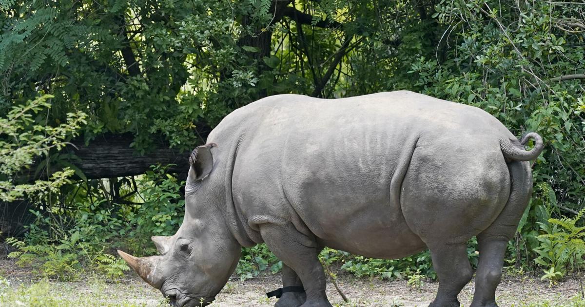 Step-by-step: Disney rhino gets fitted with fitness tracker Step-by-step: Disney rhino gets fitted with fitness tracker