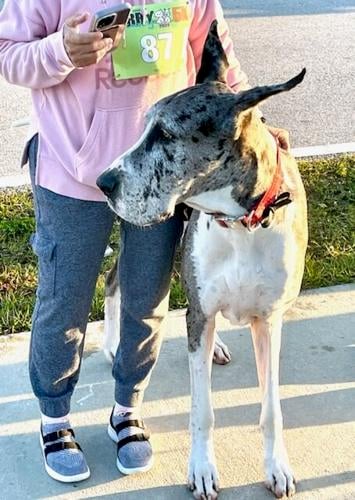 Furry Scurry a success in South Gulf Cove News yoursun com